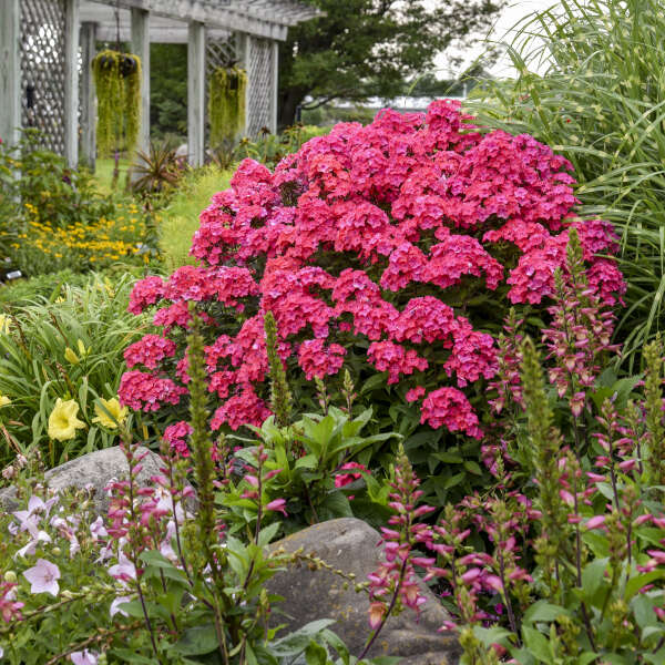 Phlox, Glamour Girl Garden