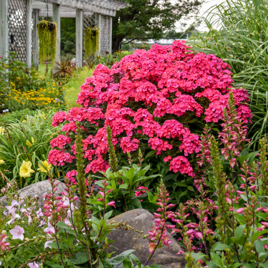 Phlox, Glamour Girl Garden