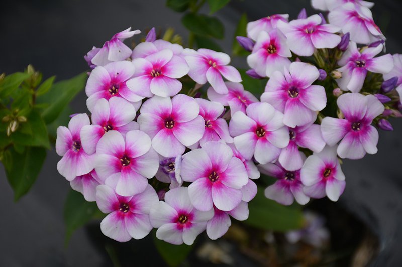 Phlox, Ka-Pow White Bicolour Garden