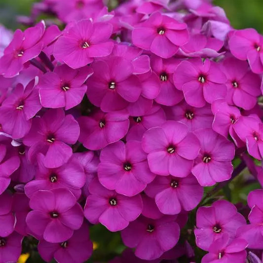 Phlox, Ka-Pow Purple Garden