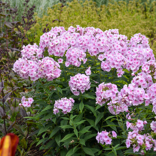 Phlox, Luminary Opalescence Tall Garden 1g