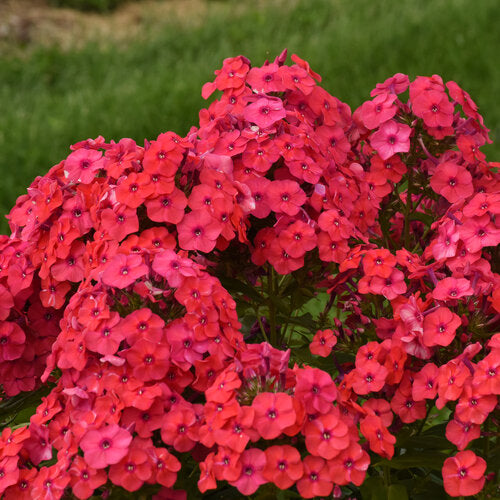 Phlox, Luminary Sunset Coral Tall Garden