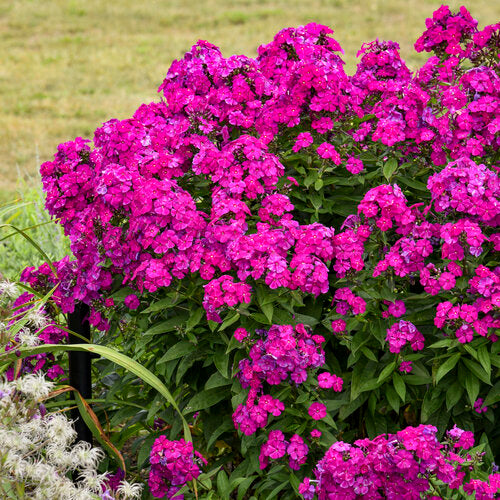 Phlox, Luminary Ultraviolet Tall Garden 1g