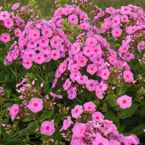 Phlox, Luminary Prismatic Pink Tall Garden