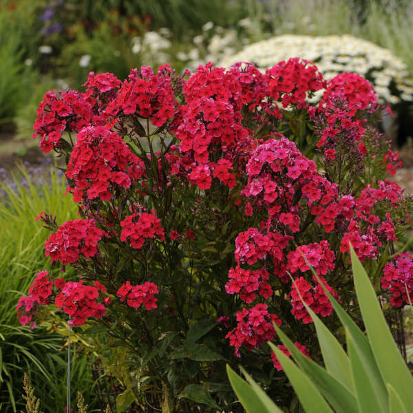 Phlox, Tall Garden Red Riding Hood