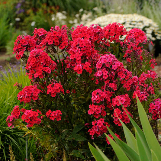Phlox, Tall Garden Red Riding Hood
