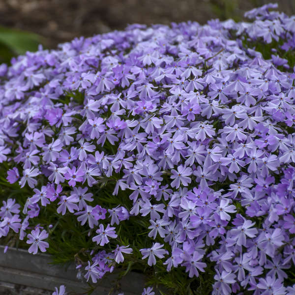 Creeping Phlox, Spring Blue 1g