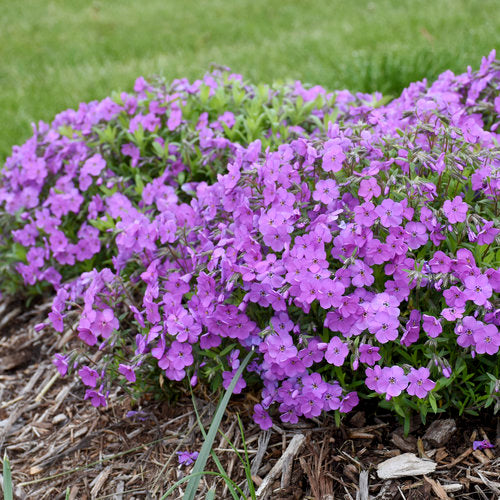 Creeping Phlox, Spring Purple 1g