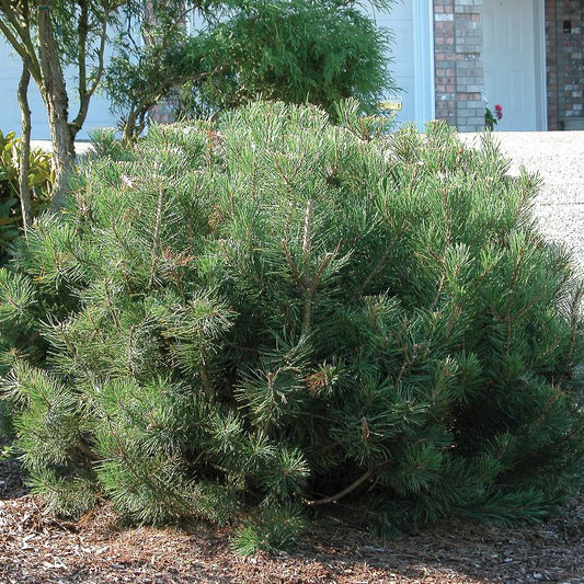 Pine, Dwarf Mugo 2g