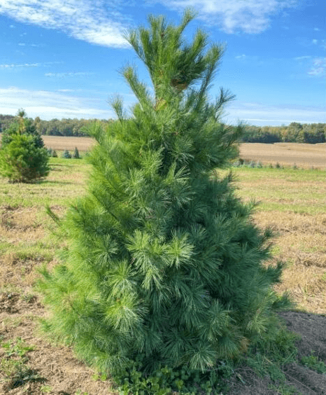 Pine, Eastern White