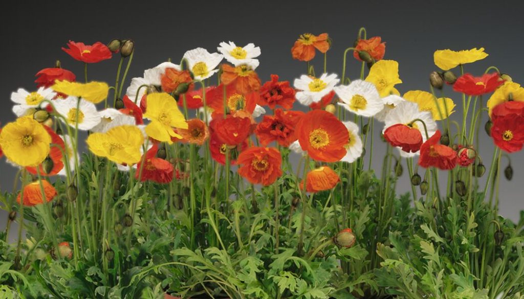 Poppy, Spring Fever 1 qt