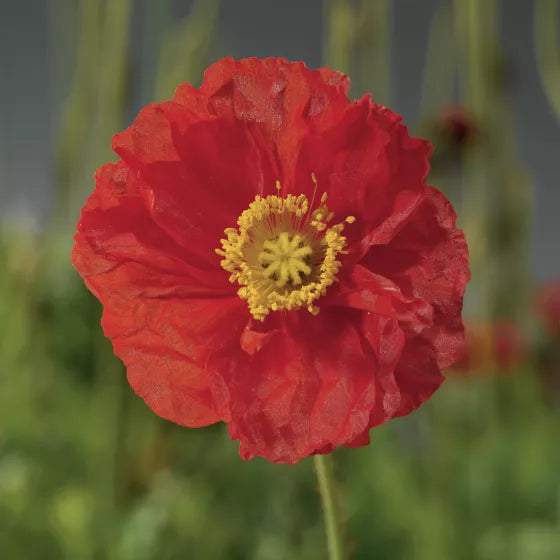 Poppy, Spring Fever 1 qt