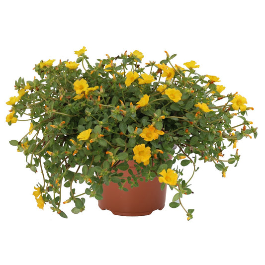 Portulaca, Cupcake Upright Lemon Zest