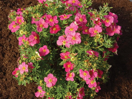 Potentilla, Bella Bellissima
