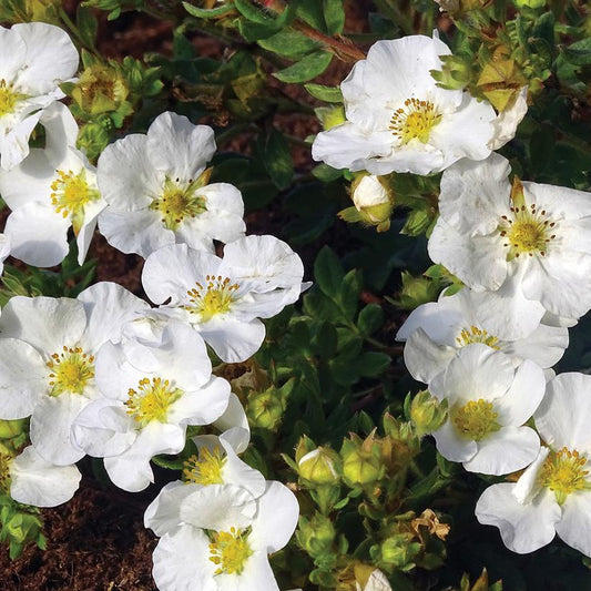 Potentilla, Bella Bianca Bush 2g