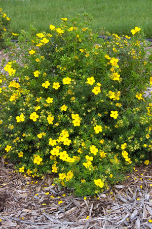 Potentilla, Goldfinger Bush 2g