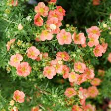 Potentilla, Happy Face Orange