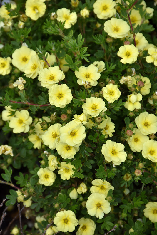 Potentilla, Lemon Meringue