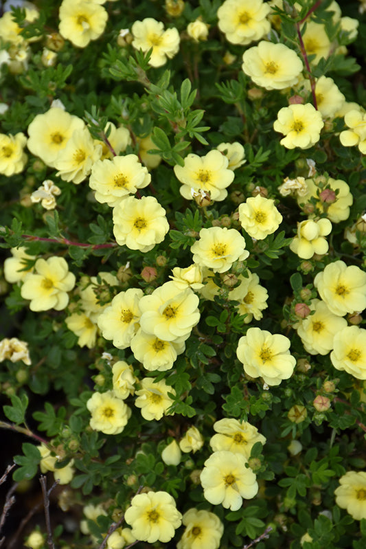 Potentilla, Lemon Meringue
