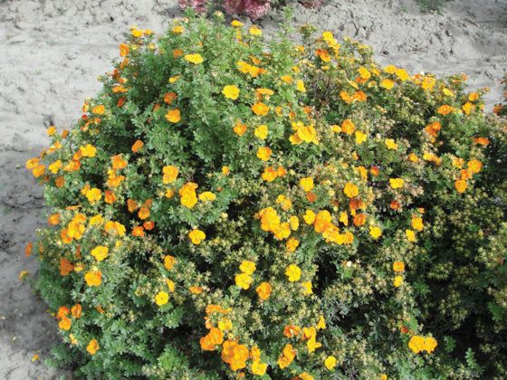 Potentilla, Mandarin Tango