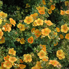 Potentilla, Mango Tango Bush 2g