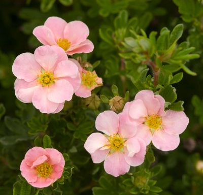 Potentilla, Pink Beauty Bush 2g