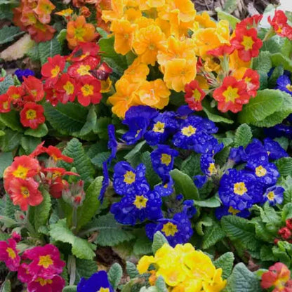 Primrose, Pacific Hybrids