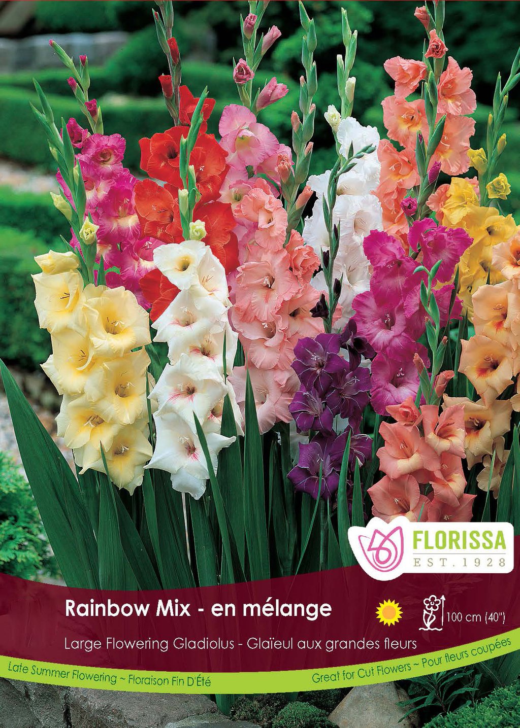 Rainbow Mix Gladiolus Bulbs