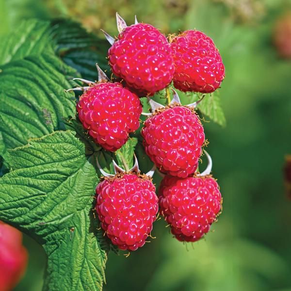 Raspberry, Encore – Coville's Greenhouses & Garden Centre