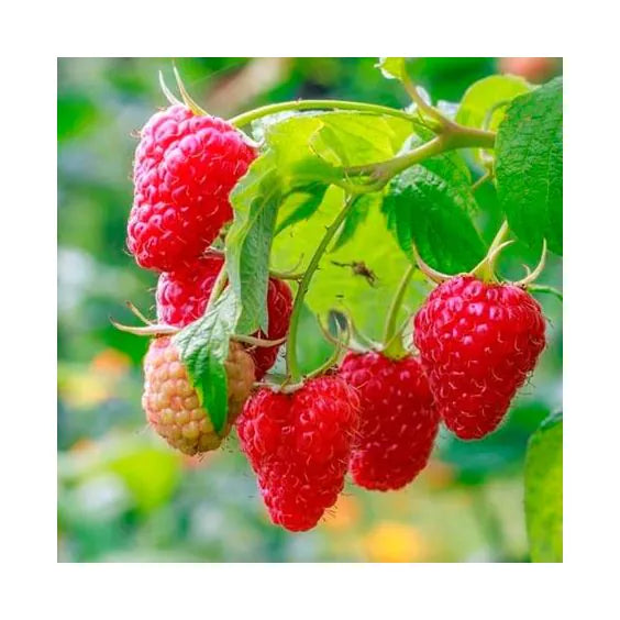 Raspberry, Latham (Summer-bearing) – Coville's Greenhouses & Garden Centre