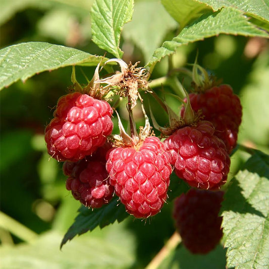 Raspberry, Meeker