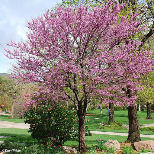 Redbud, Eastern 7g