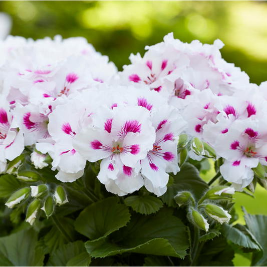 Geranium, Elegance Belinda Regal