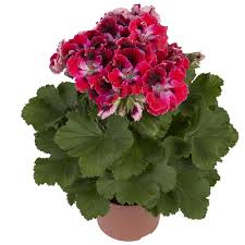 Geranium, Elegance Red Velvet Regal