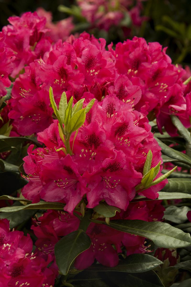 Rhododendron, Nova Zembla