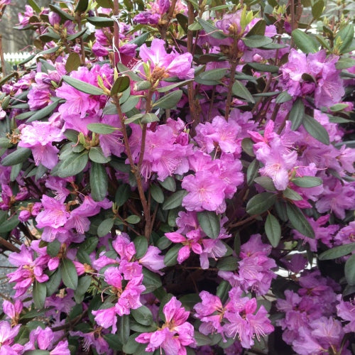 Rhododendron, P.J.M. Elite Star