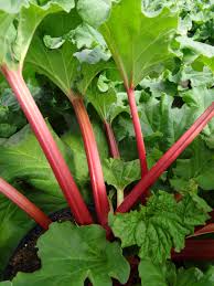 Rhubarb, Canada Red