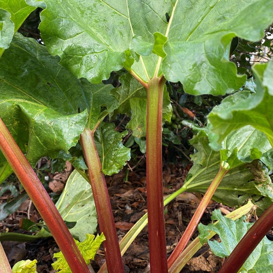 Rhubarb, Victoria 1g