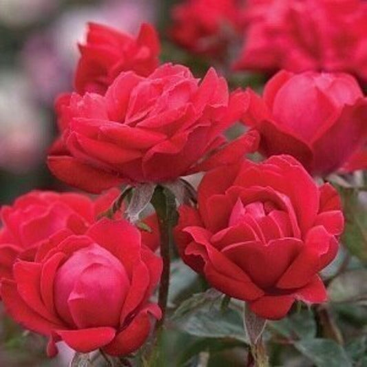 Rose, Double Knock Out