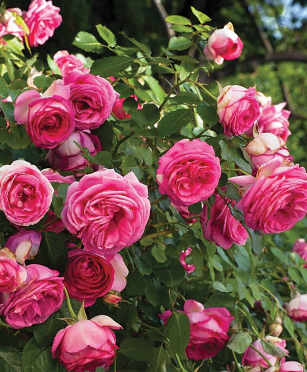 Rose, Eden Climber Pretty In Pink