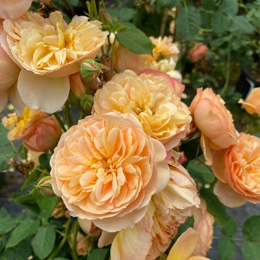Rose, Flavorette Honey Apricot Edible