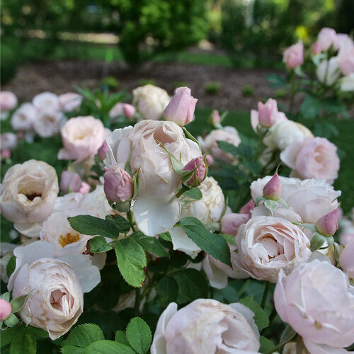 Rose, Flavorette Pear'd