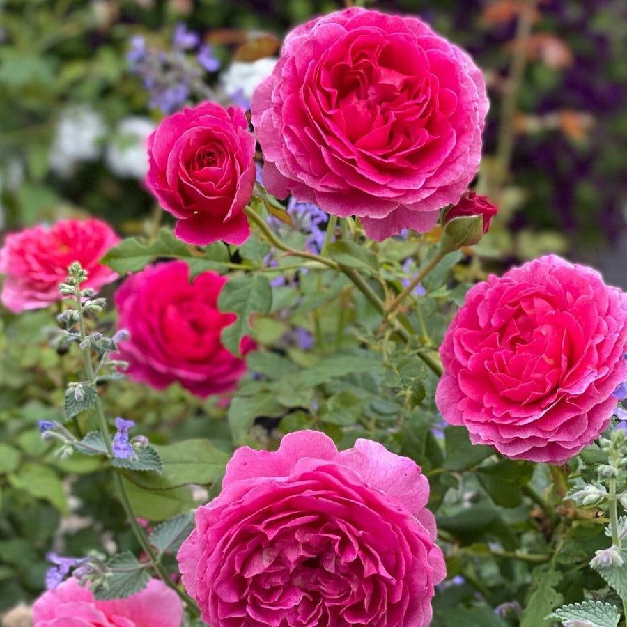 Rose, Gabriel Oak David Austin