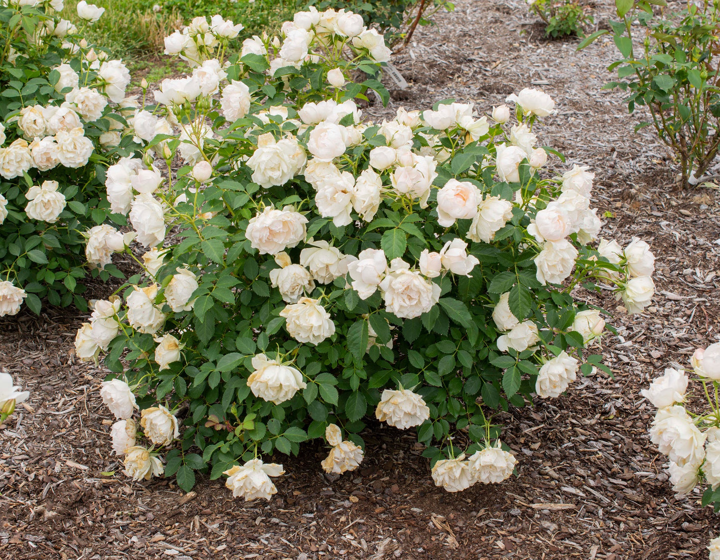 Rose, Icecap