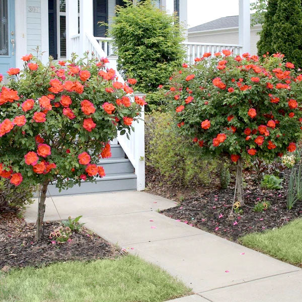 Rose, Coral Knock Out