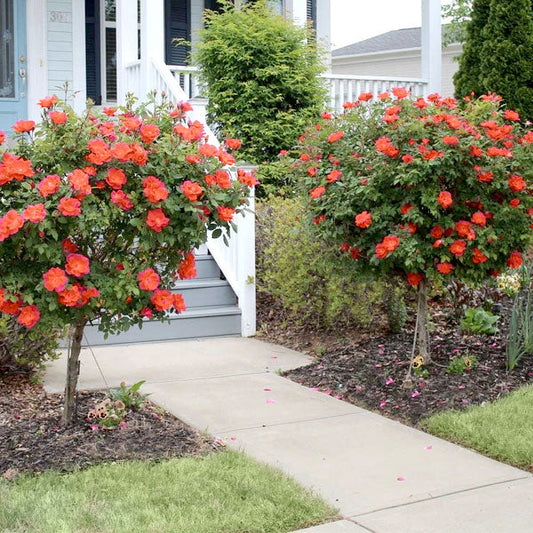 Rose, Coral Knock Out