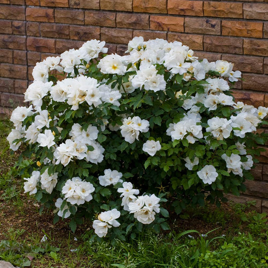 Rose, Knock Out