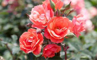 Rose, Coral Knock Out