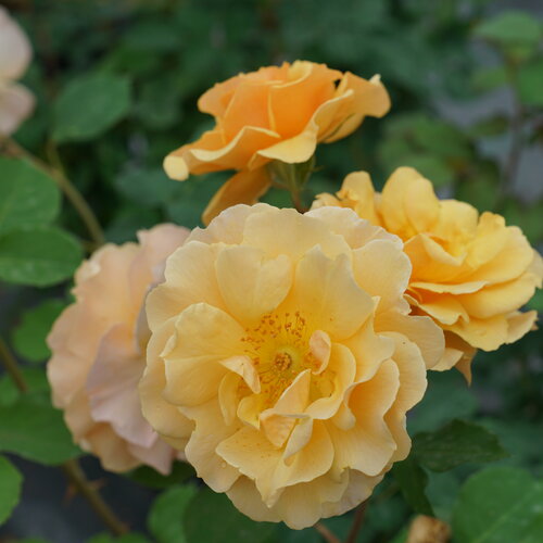 Rose, Rise Up Amberness Climbing