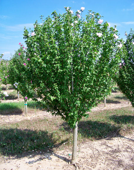 Rose of Sharon, Blushing Bride